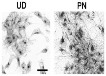 Anti-NUCB2 antibody used in Immunocytochemistry/ Immunofluorescence (ICC/IF). GTX00739
