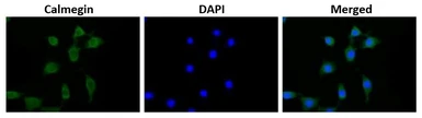 Anti-CLGN antibody used in Immunocytochemistry/ Immunofluorescence (ICC/IF). GTX00744