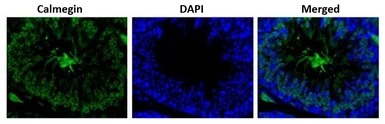 Anti-CLGN antibody used in IHC (Paraffin sections) (IHC-P). GTX00744