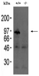 Anti-CLGN antibody used in Western Blot (WB). GTX00744