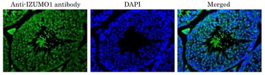 Anti-IZUMO1 antibody used in IHC (Paraffin sections) (IHC-P). GTX00746