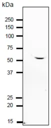Anti-IZUMO1 antibody used in Western Blot (WB). GTX00746