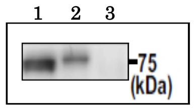 Anti-PDILT antibody used in Immunoprecipitation (IP). GTX00747