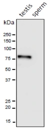 Anti-PDILT antibody used in Western Blot (WB). GTX00747