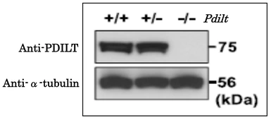 Anti-PDILT antibody used in Western Blot (WB). GTX00747