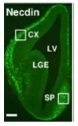 Anti-Necdin antibody used in IHC (Frozen sections) (IHC-Fr). GTX00751