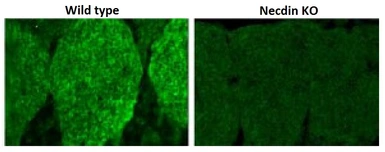 Anti-Necdin antibody used in IHC (Frozen sections) (IHC-Fr). GTX00751