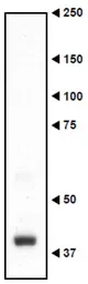 Anti-Necdin antibody used in Western Blot (WB). GTX00751