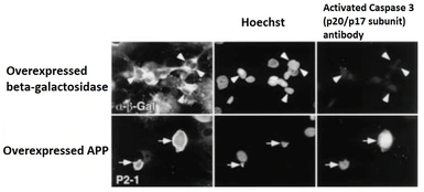 Anti-Caspase 3 antibody used in Immunocytochemistry/ Immunofluorescence (ICC/IF). GTX00752