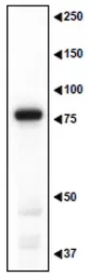 Anti-MAGED1 antibody used in Western Blot (WB). GTX00754