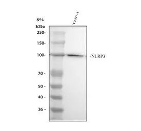 Anti-NLRP3 antibody used in Western Blot (WB). GTX00763