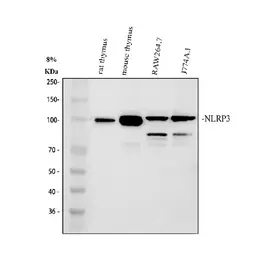 Anti-NLRP3 antibody used in Western Blot (WB). GTX00763