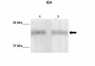 Anti-ID4 antibody used in Western Blot (WB). GTX00771