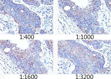 Anti-TOMM20 antibody [GT1136] used in IHC (Paraffin sections) (IHC-P). GTX00773