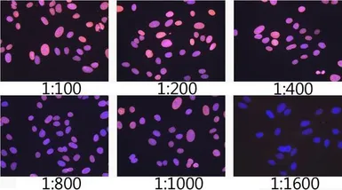 Anti-Lamin A + C antibody [GT1137] used in Immunocytochemistry/ Immunofluorescence (ICC/IF). GTX00774
