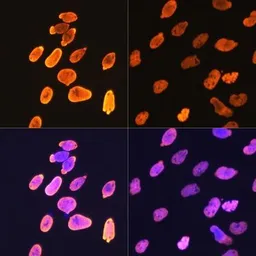 Anti-Histone H4K5ac (acetyl Lys5) antibody [GT1138] used in Immunocytochemistry/ Immunofluorescence (ICC/IF). GTX00775