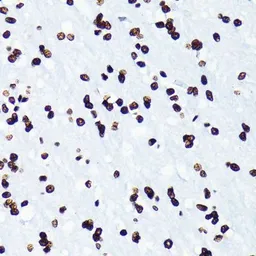 Anti-Histone H4K5ac (acetyl Lys5) antibody [GT1138] used in IHC (Paraffin sections) (IHC-P). GTX00775