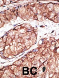 Anti-TLR5 antibody used in IHC (Paraffin sections) (IHC-P). GTX00780