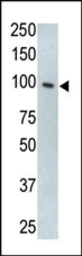 Anti-TLR5 antibody used in Western Blot (WB). GTX00780