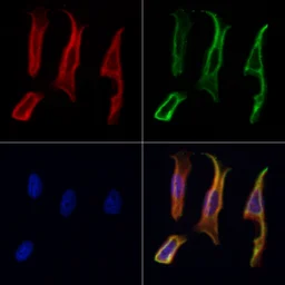 Anti-RBMS3 antibody used in Immunocytochemistry/ Immunofluorescence (ICC/IF). GTX00791