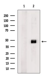 Anti-RBMS3 antibody used in Western Blot (WB). GTX00791
