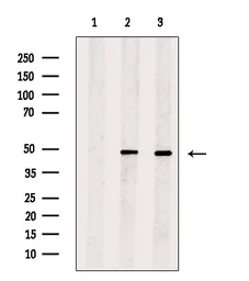 Anti-RUNX2 antibody used in Western Blot (WB). GTX00792