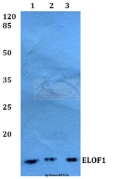 Anti-ELOF1 antibody used in Western Blot (WB). GTX00826
