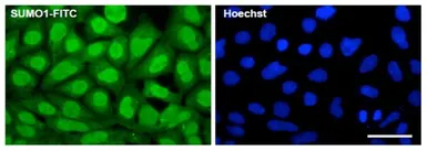 Anti-SUMO1 antibody [4D12] (FITC) used in Immunocytochemistry/ Immunofluorescence (ICC/IF). GTX00842