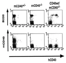 Anti-CD40 antibody [5C3] (FITC) used in Flow cytometry (FCM). GTX00854