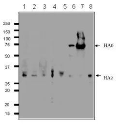 Anti-Influenza B virus Hemagglutinin (HA) antibody [1H12] used in Western Blot (WB). GTX00859