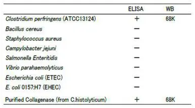 Anti-Clostridium perfringens Collagenase antibody [cp-02] used in  (). GTX00865