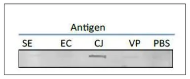Anti-Campylobacter Porin antibody [cj-01] used in Dot blot (Dot). GTX00867