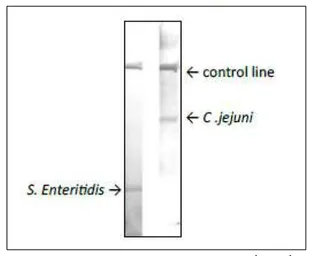 Anti-Campylobacter Porin antibody [cj-01] used in Lateral Flow (Lateral Flow). GTX00867