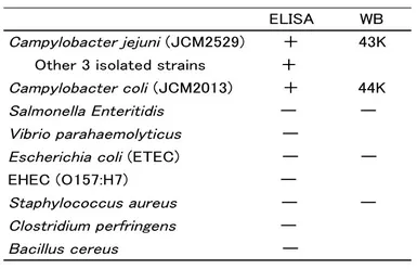 Anti-Campylobacter Porin antibody [cj-01] used in  (). GTX00867