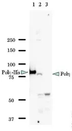 Anti-POLH antibody [5H10] used in Western Blot (WB). GTX00871
