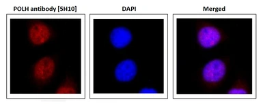 Anti-POLH antibody [5H10] used in Immunocytochemistry/ Immunofluorescence (ICC/IF). GTX00871