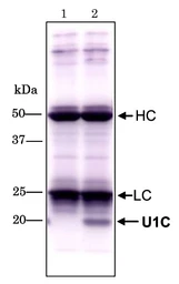 Anti-SNRPC antibody [4H12] used in Immunoprecipitation (IP). GTX00872