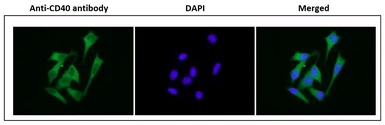 Anti-CD40 antibody [5C3] used in Immunocytochemistry/ Immunofluorescence (ICC/IF). GTX00875