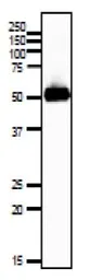 Anti-GLUT3 antibody [#10] used in Western Blot (WB). GTX00876