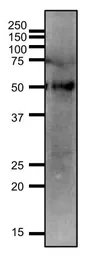 Anti-GLUT3 antibody [#10] used in Western Blot (WB). GTX00876