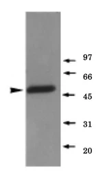 Anti-gamma Tubulin antibody used in Western Blot (WB). GTX00881