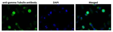 Anti-gamma Tubulin antibody used in Immunocytochemistry/ Immunofluorescence (ICC/IF). GTX00881