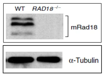 Anti-RAD18 antibody used in Western Blot (WB). GTX00887