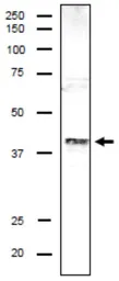 Anti-DSN1 antibody used in Western Blot (WB). GTX00889