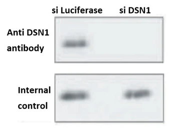 Anti-DSN1 antibody used in Western Blot (WB). GTX00889