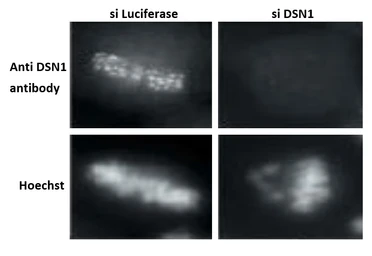 Anti-DSN1 antibody used in Immunocytochemistry/ Immunofluorescence (ICC/IF). GTX00889