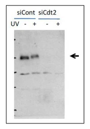 Anti-CDT2 antibody used in Western Blot (WB). GTX00893