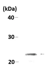 Anti-HP1 alpha antibody used in Western Blot (WB). GTX00897
