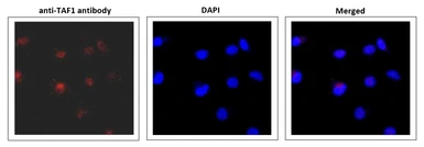 Anti-TAF1 antibody used in Immunocytochemistry/ Immunofluorescence (ICC/IF). GTX00900