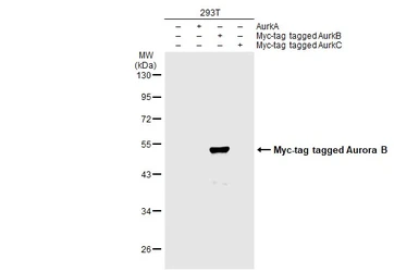 Anti-Aurora B antibody [GT1146] used in Western Blot (WB). GTX00916